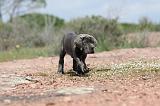 CANE CORSO 311